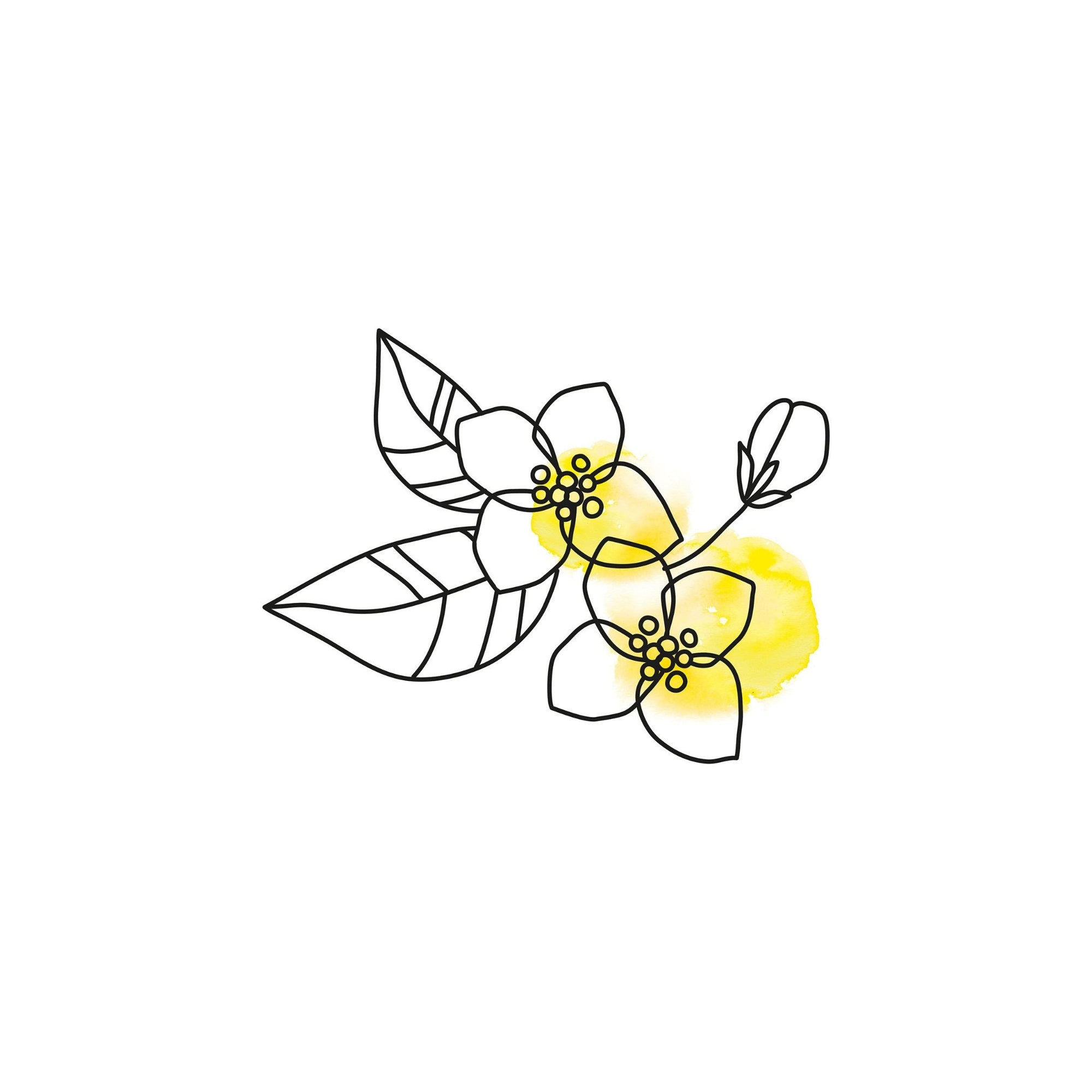 Jasmin – Der Duft der Königin