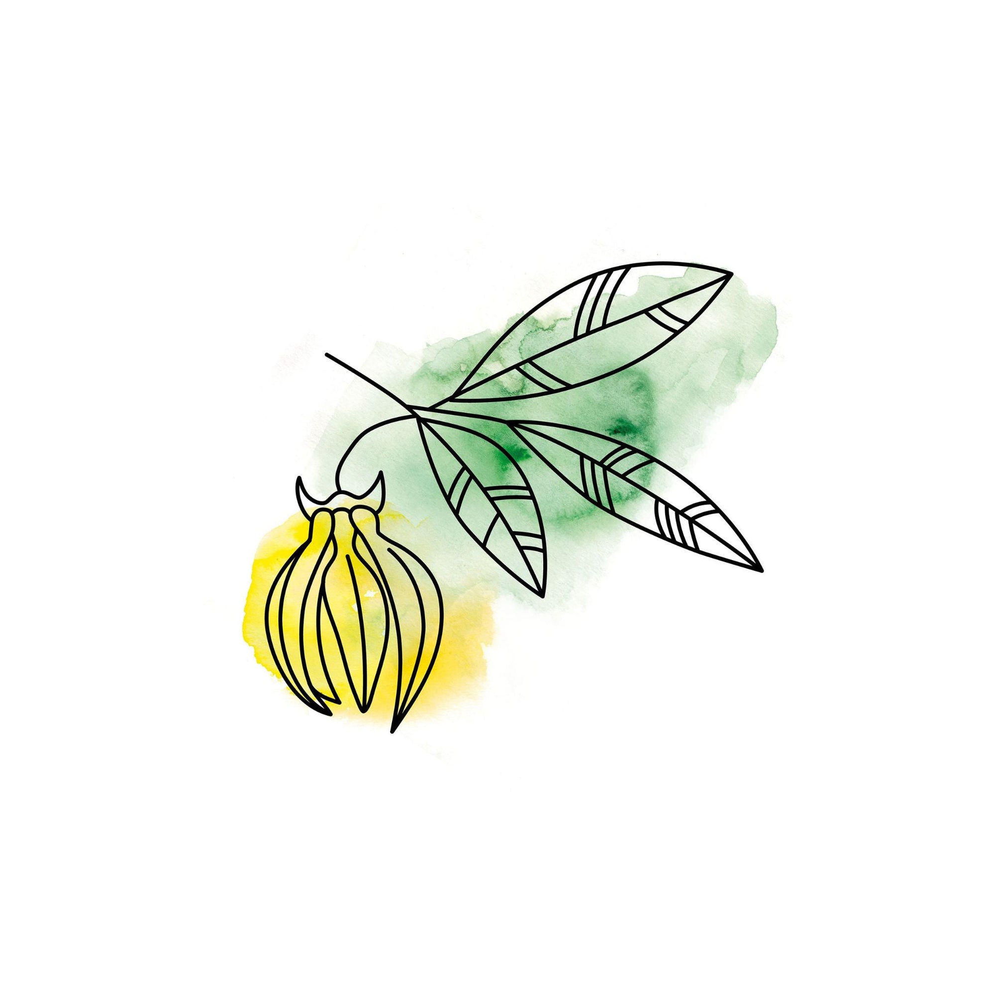 Ylang Ylang • Die Blume der Blumen