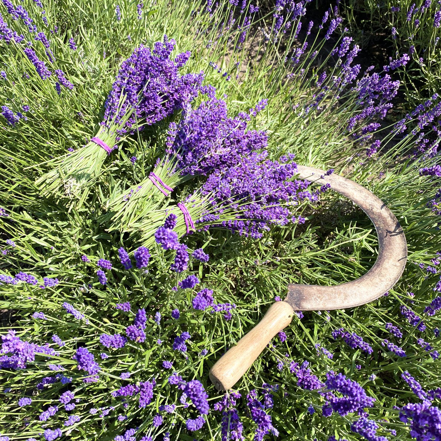 Lavendel Anbau für Bio Lavendelwasser Gesichtswasser und Spray oelfaktorisch Körperöle