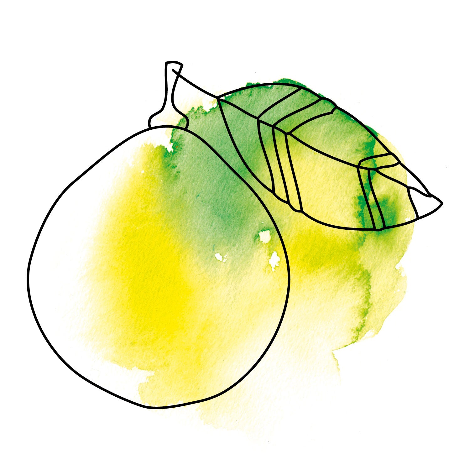 Bergamotte Illustration mit Aquarell ätherisches Öl oelfaktorisch Körperöle