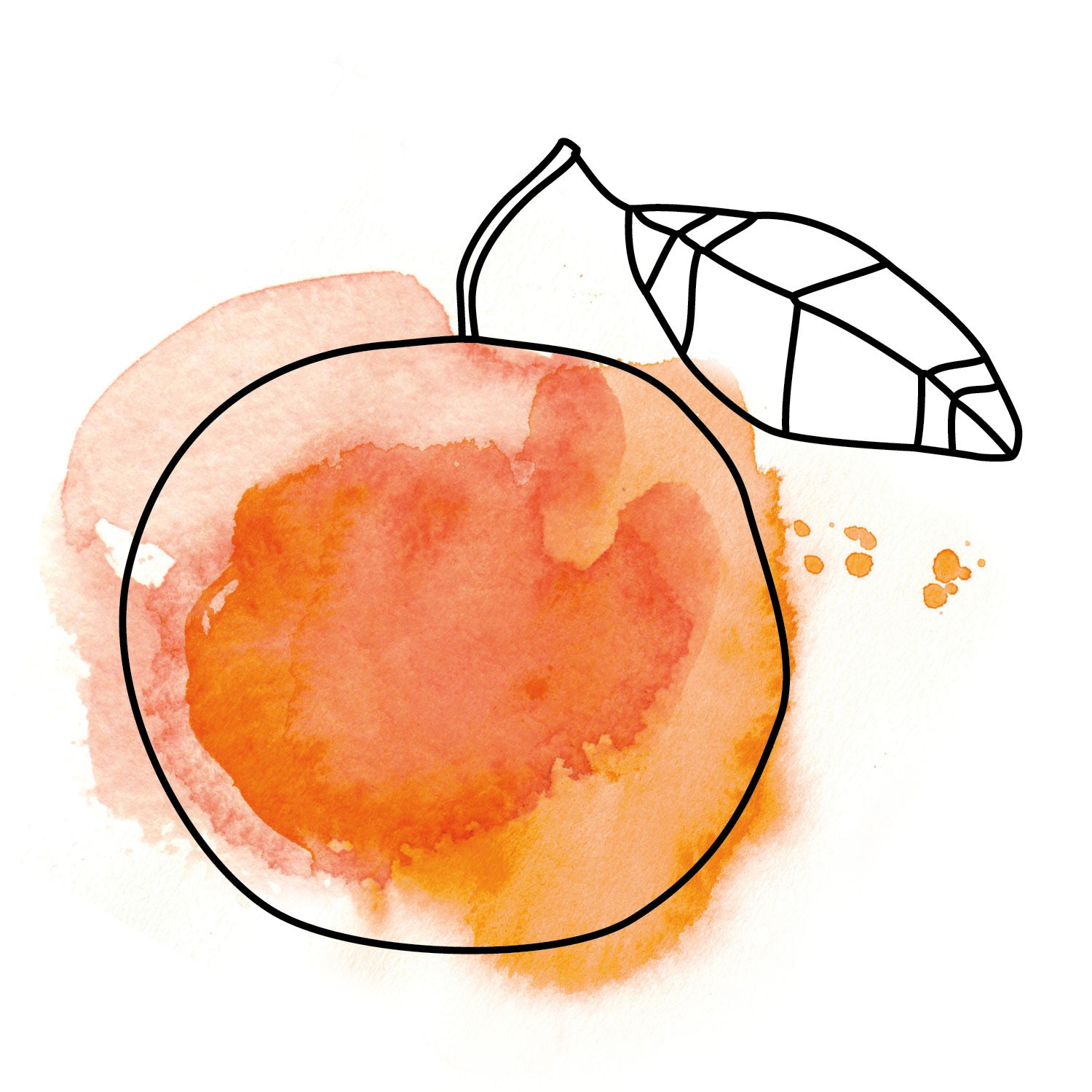 Illustatration Grapefruit, Aquarell in orange, oelfaktorisch Körperöle