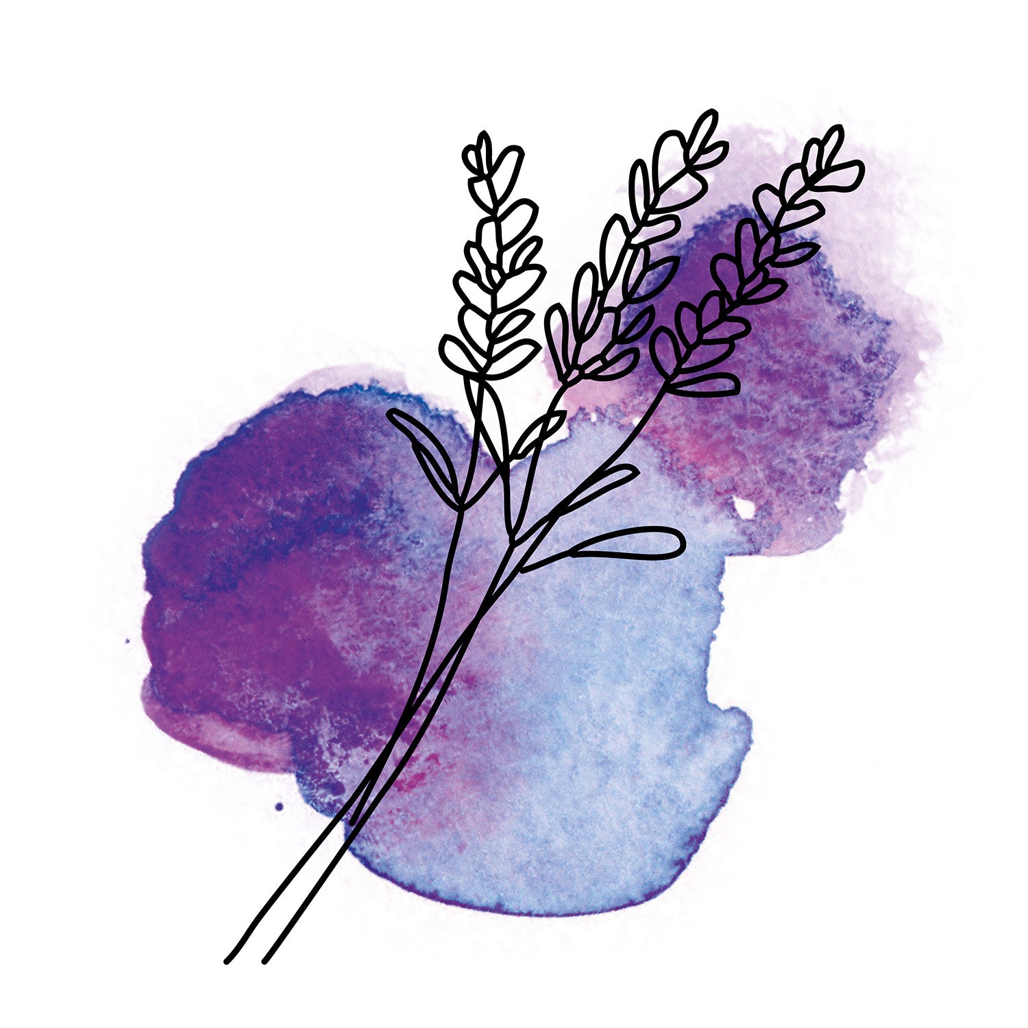 Zeichnung lila Lavendelblüten oelfaktorisch Körperöle