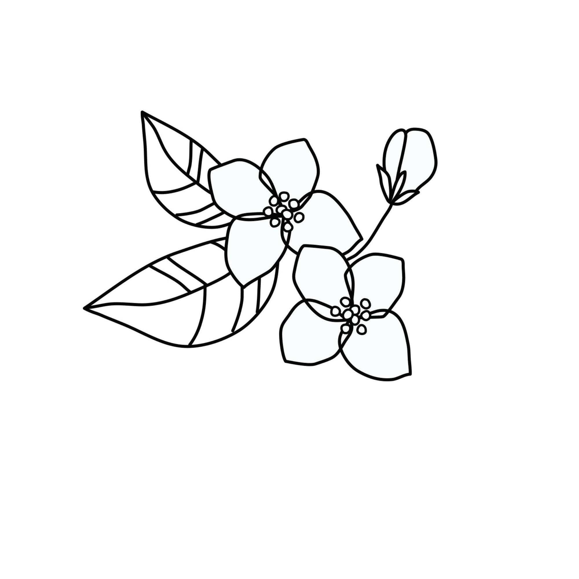 Jasmin ätherische Öle Icon Wissen Blog oelfaktorisch Körperöle