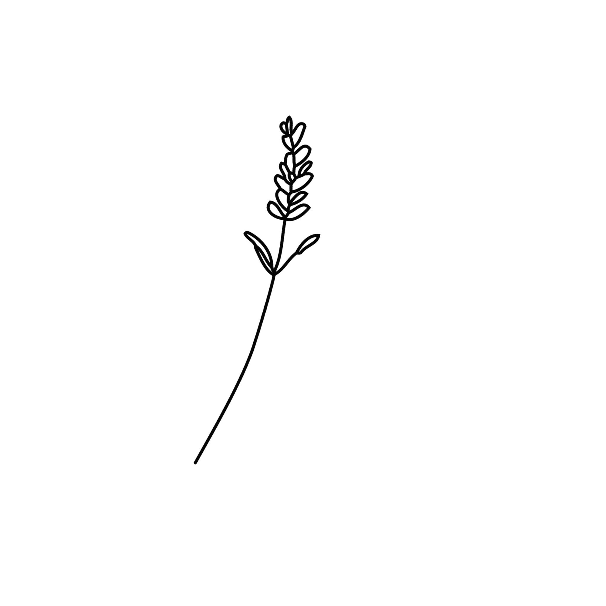 Lavendel ätherische Öle Icon Wissen Blog oelfaktorisch Körperöle