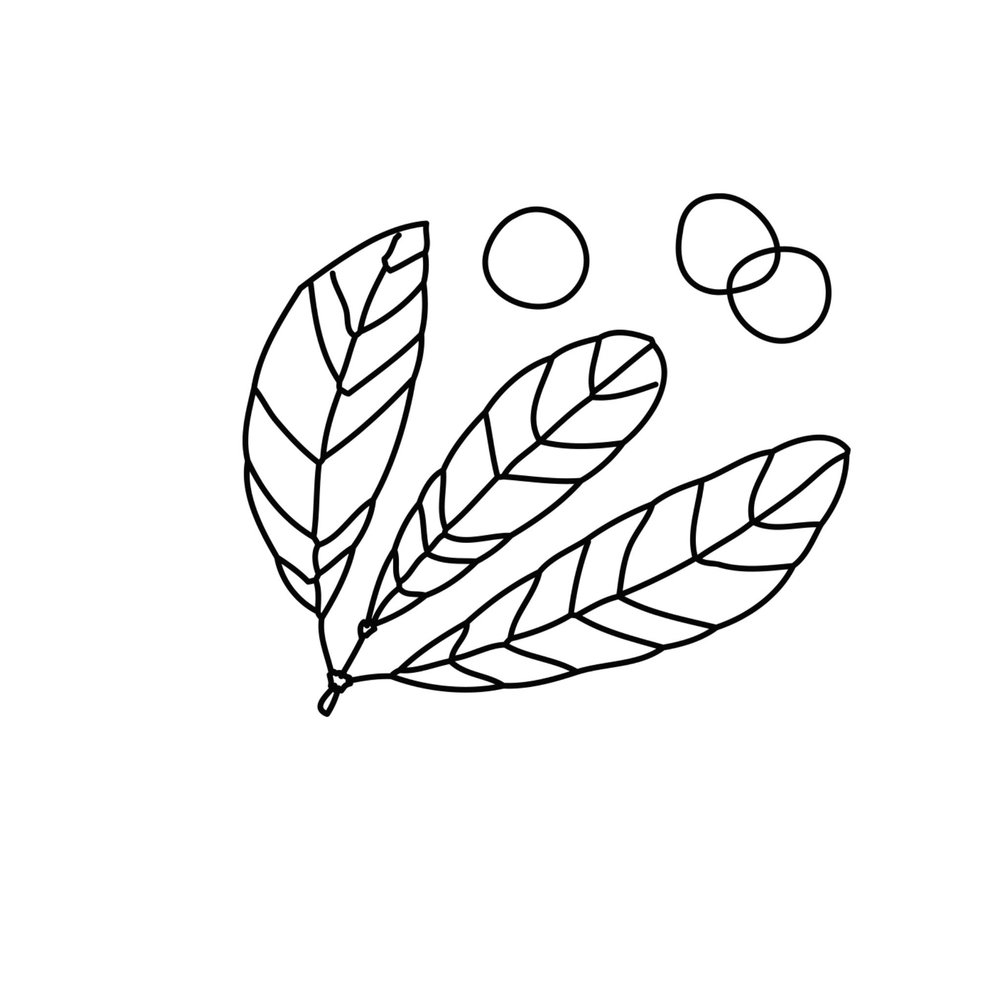 Macadamianuss ätherische Öle Icon Wissen Blog oelfaktorisch Körperöle