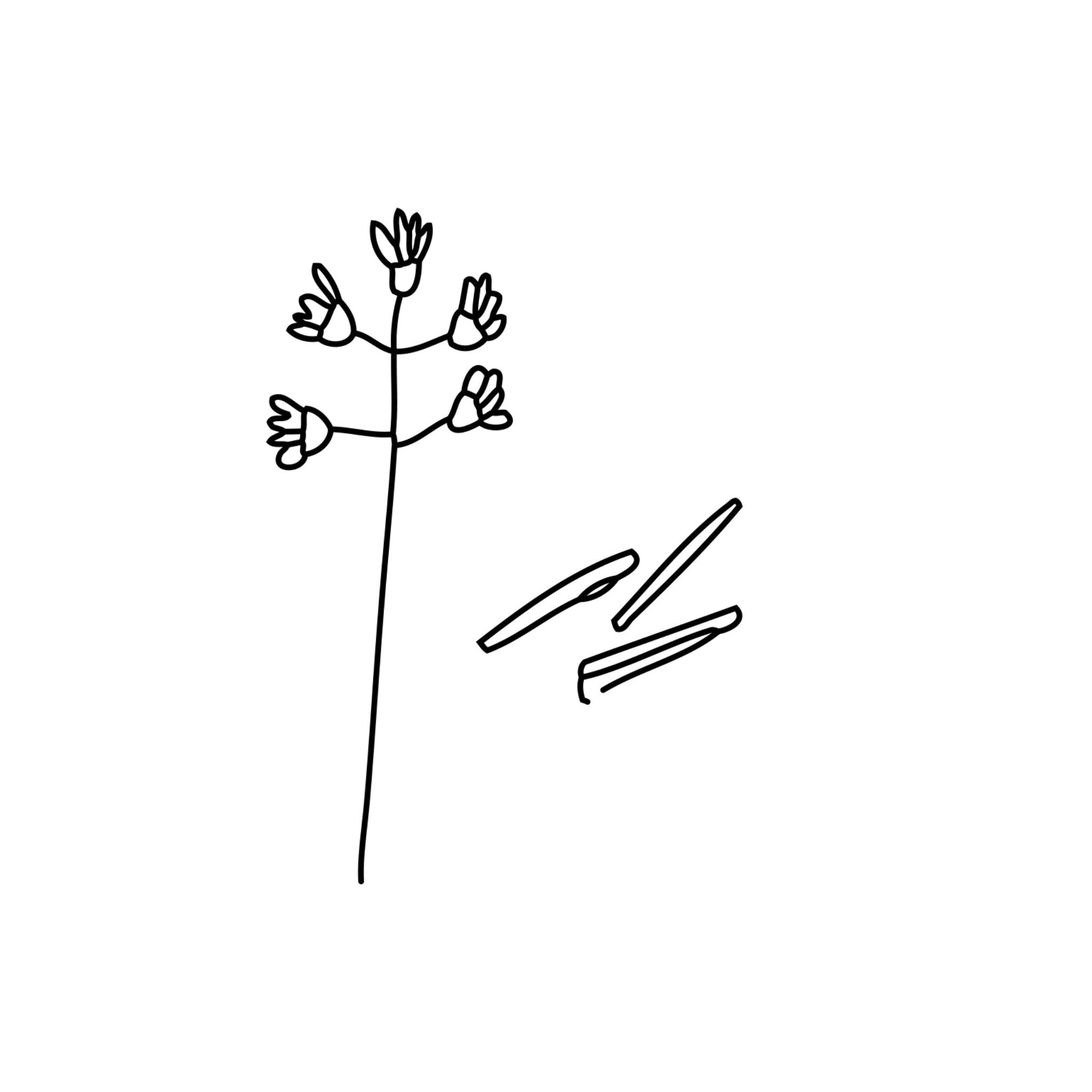 Sandelholz ätherische Öle Wissen Blog oelfaktorisch Körperöle Icon