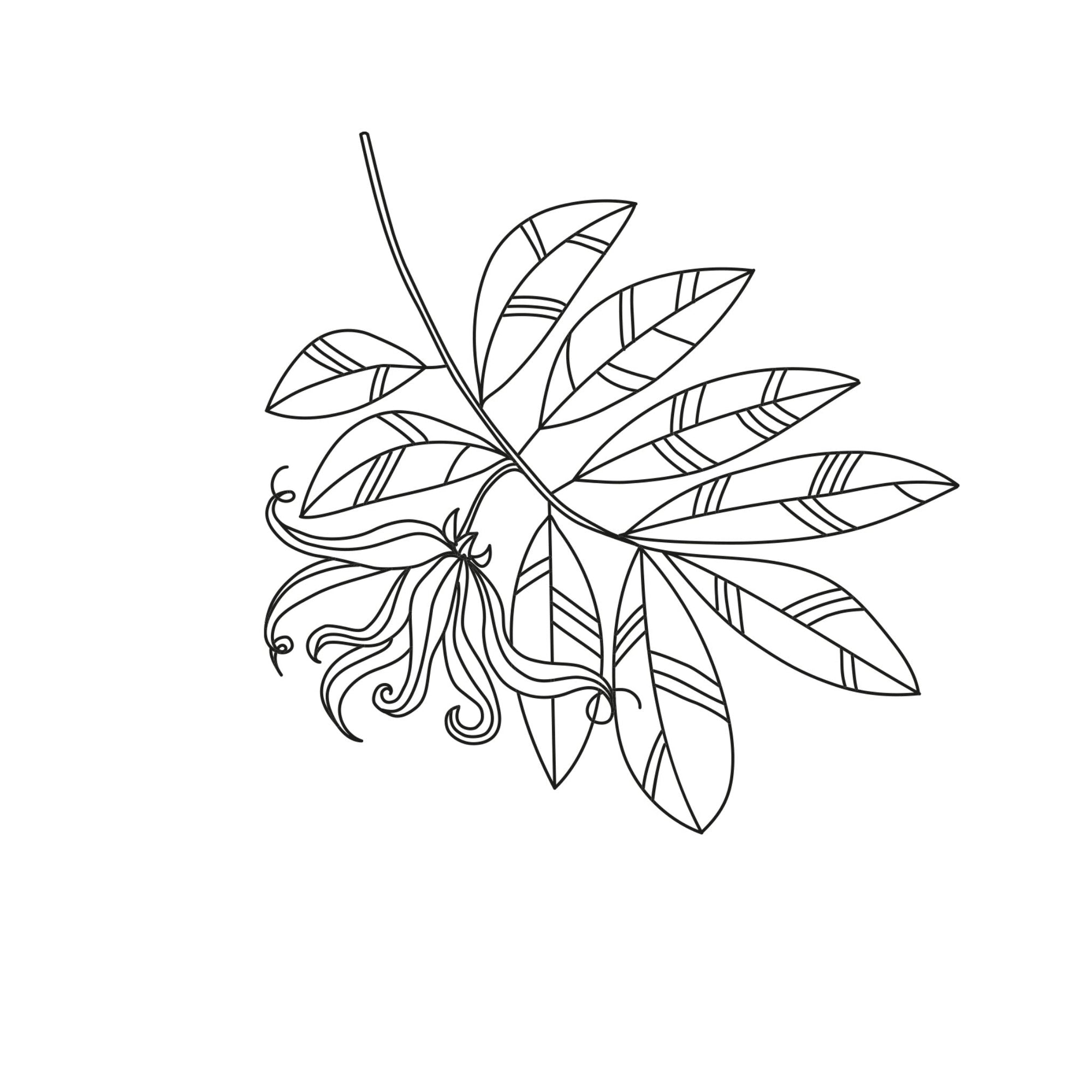 Ylang Ylang ätherische Öle Icon Wissen Blog oelfaktorisch Körperöle