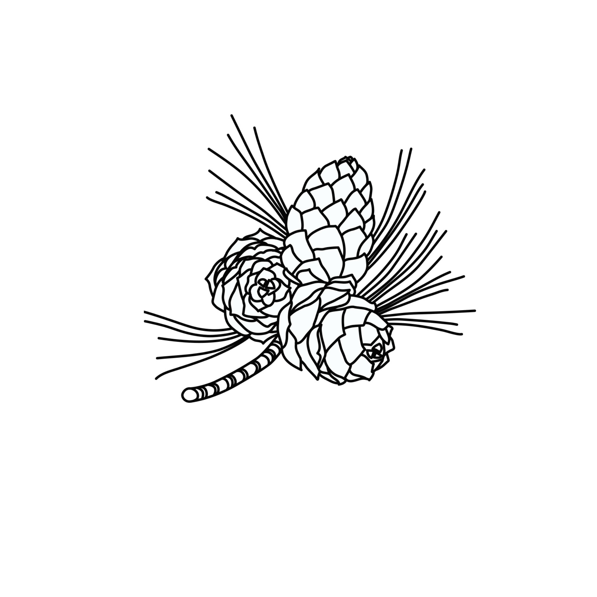Zirbe ätherische Öle Icon Wissen Blog oelfaktorisch Körperöle