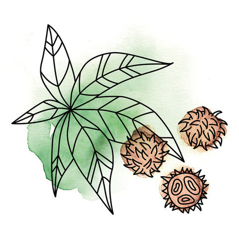 Rizinusöl – glänzende Pflege mit Tiefenwirkung