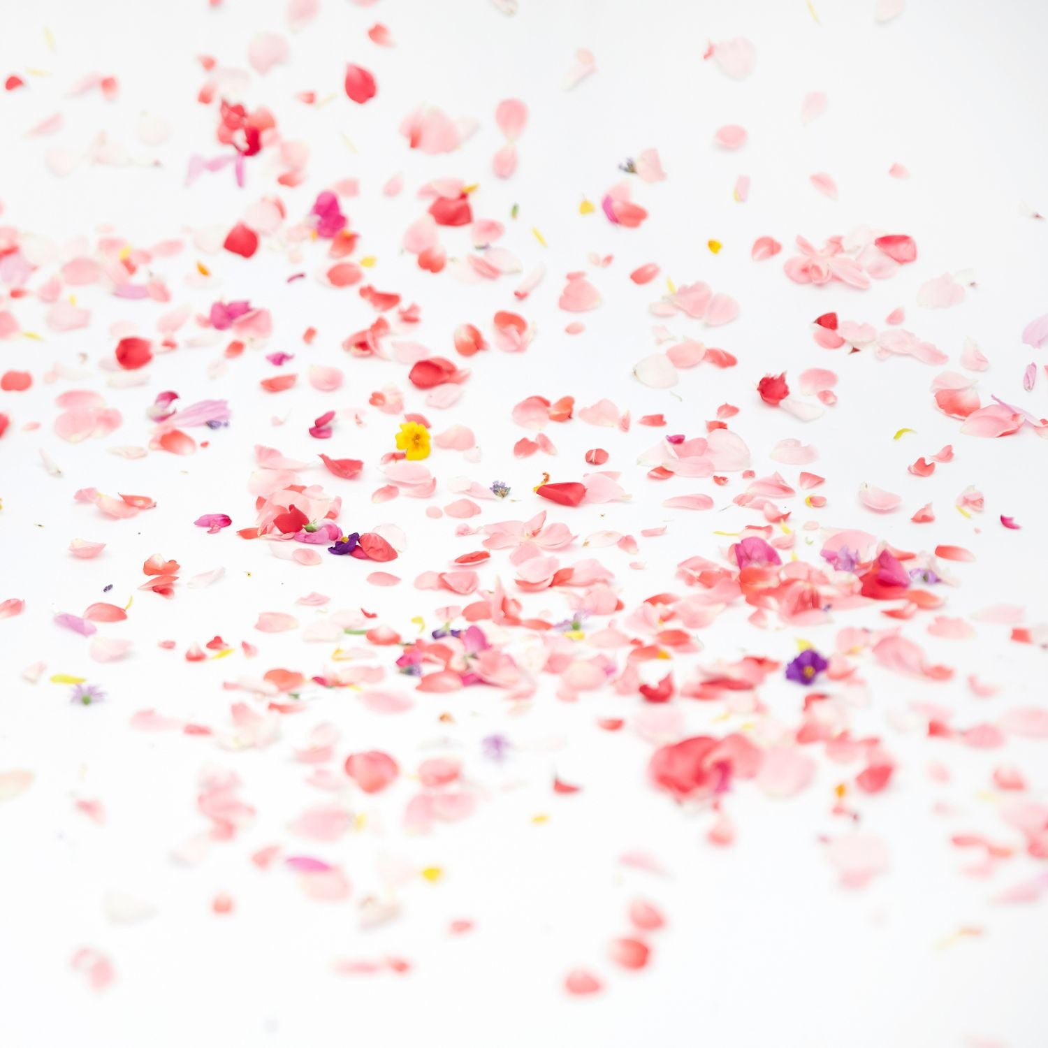 entspannende und harmonisierende Rose - rosafarbene Rosenblätter