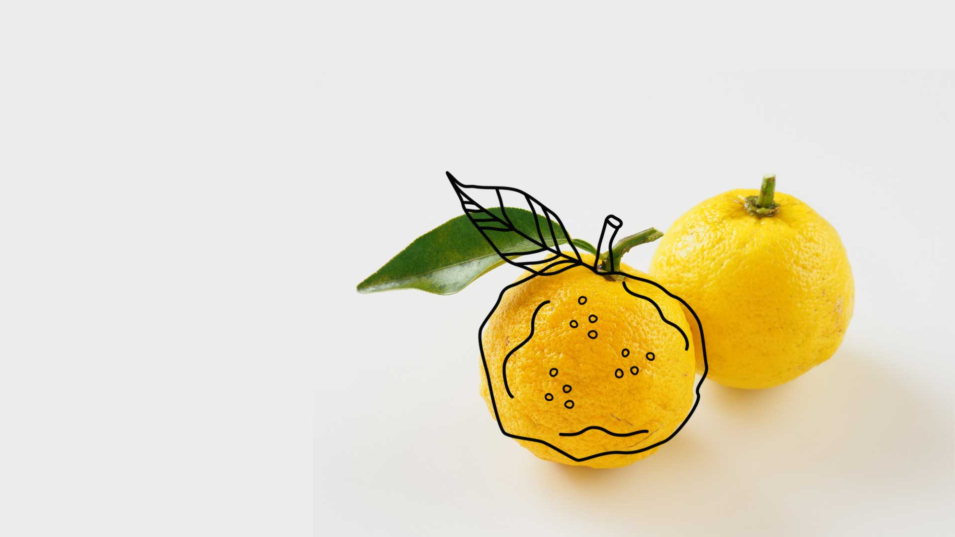 Yuzu Zitrone ätherische Öle in Bio Qualität oelfaktorisch Körperöle Icon 