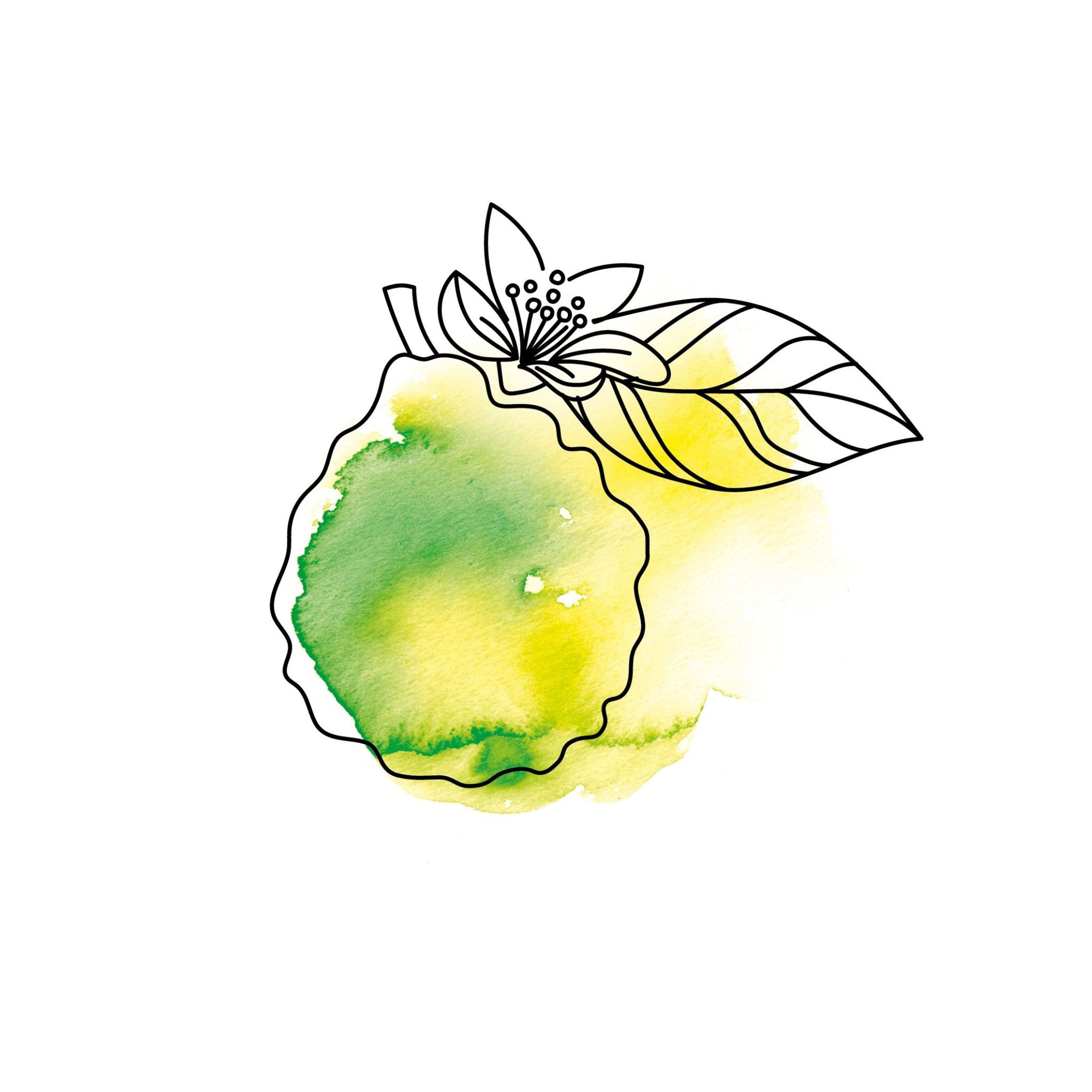 zeichnung aquarell grün mit bergamotte frucht oelfaktorisch körperöle
