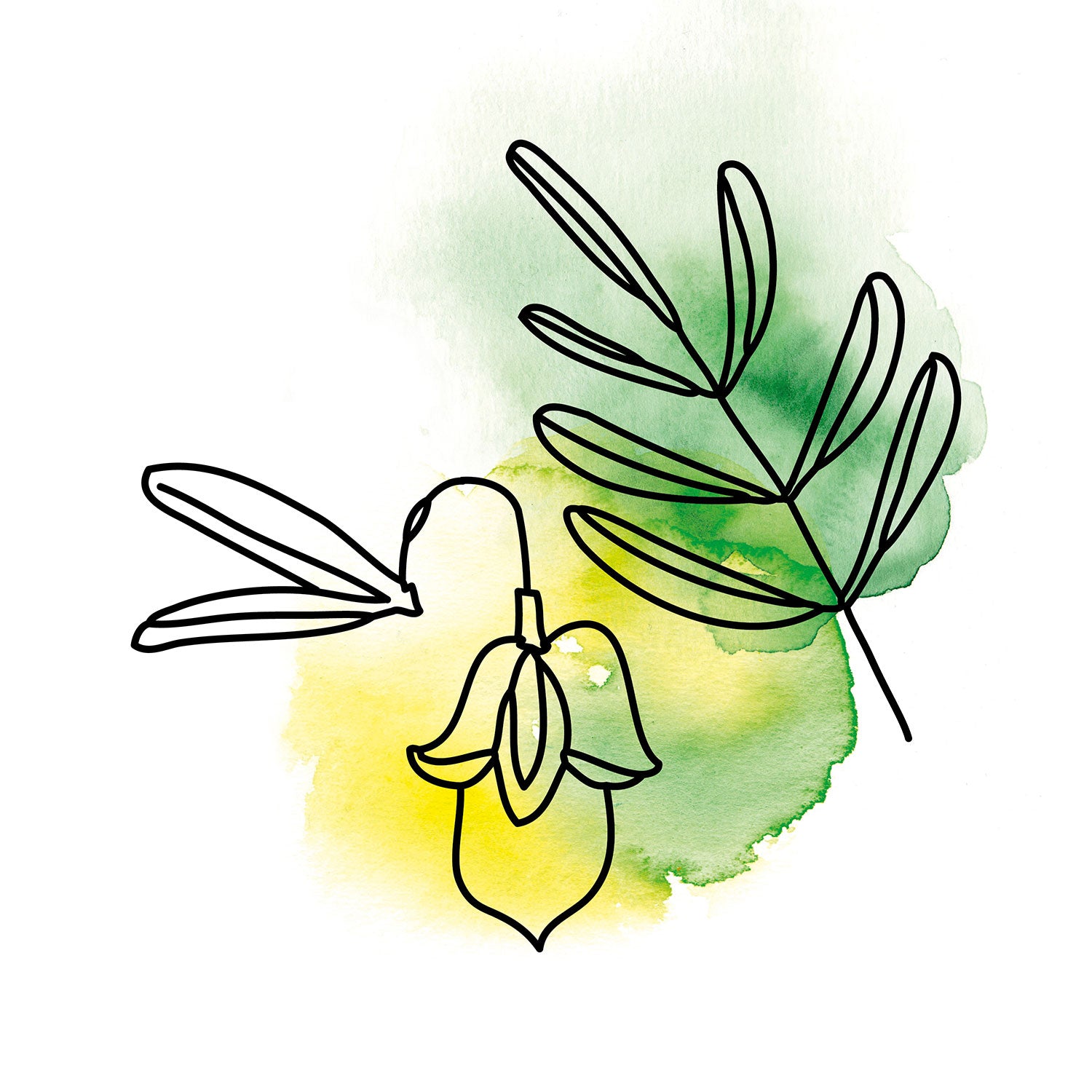 Aquarell Jojobablüte gelb und Blatt grün oelfaktorisch Körperöle