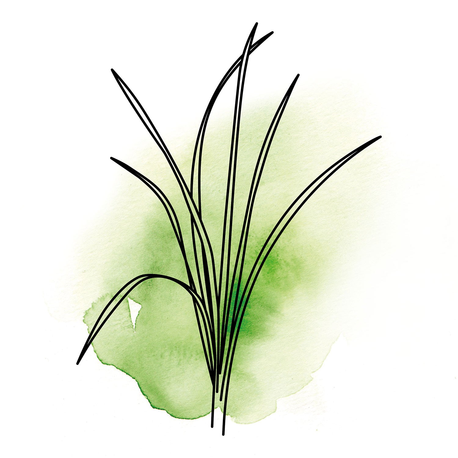 Lemongras Stängel gezeichnet grün Aquarell oelfaktorisch Körperöle