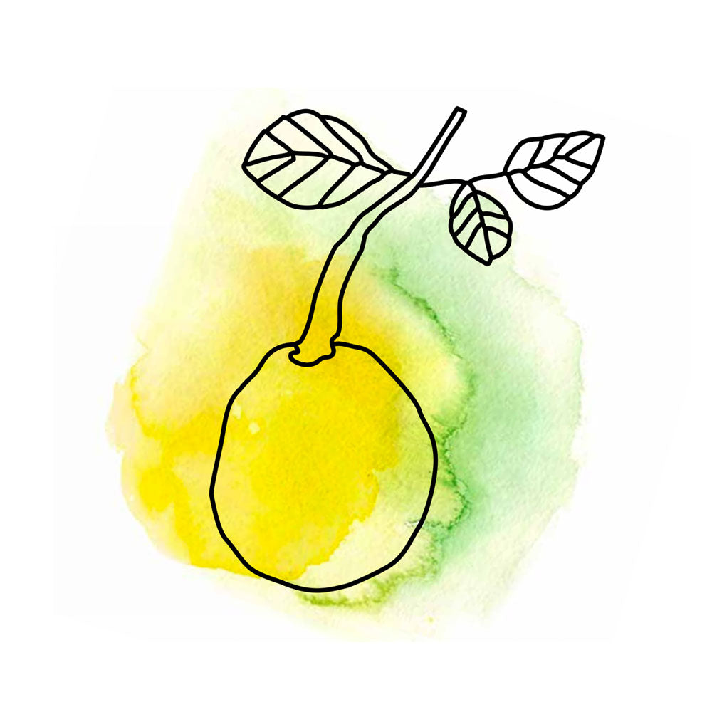Grafik aquarell marula frucht zeichnung oelfaktorisch körperöl