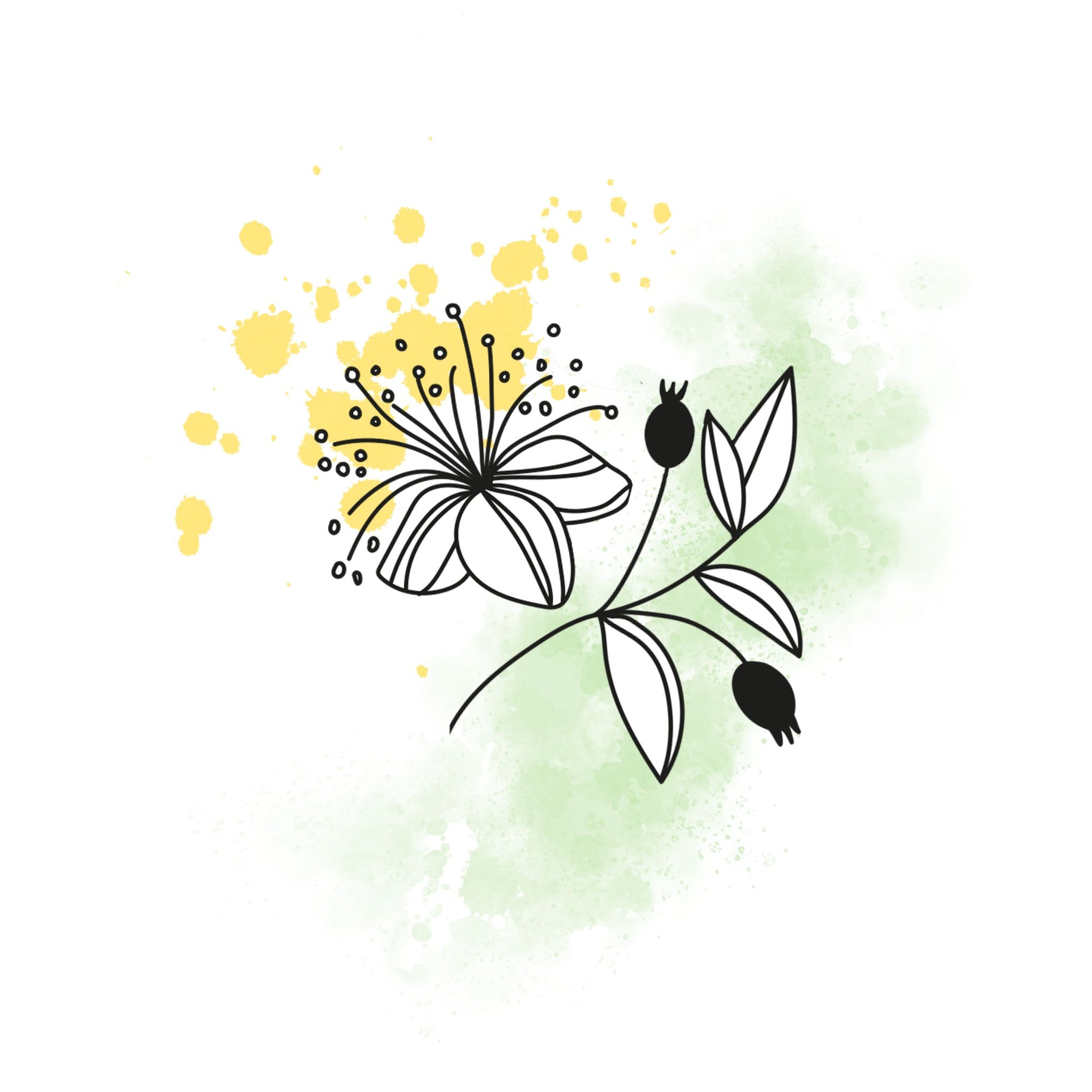 Illustration gelb grüner Hintergrund Blüte und Zweig myrte oelfaktorisch körperöle