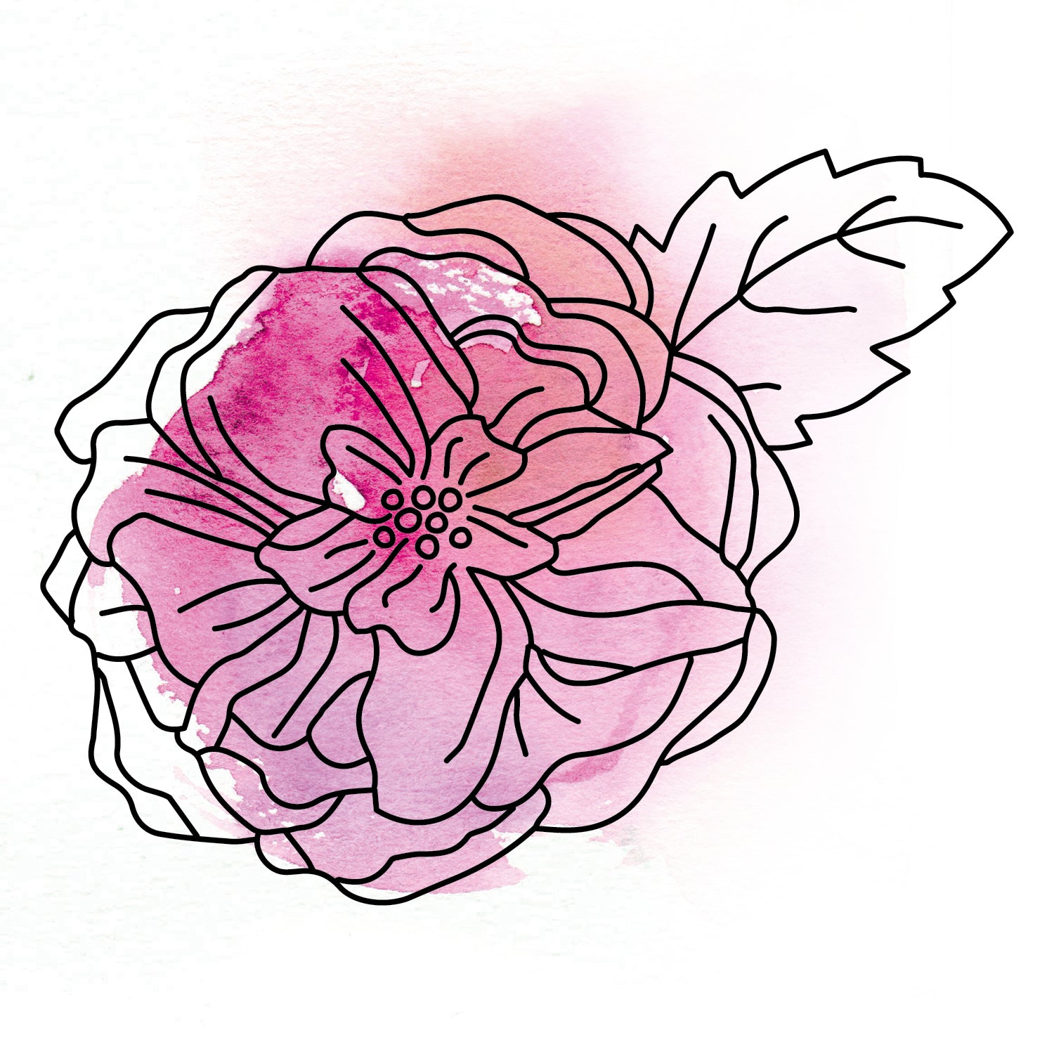 Illustration, Rose Damascena, lila
