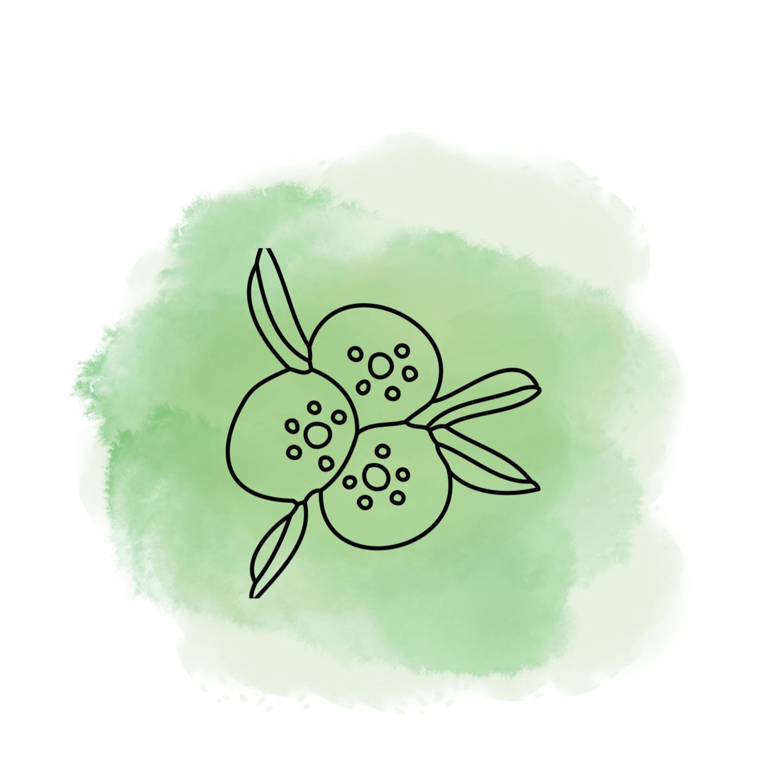 Illustration Wacholderbeeren grün oelfaktorisch körperöle