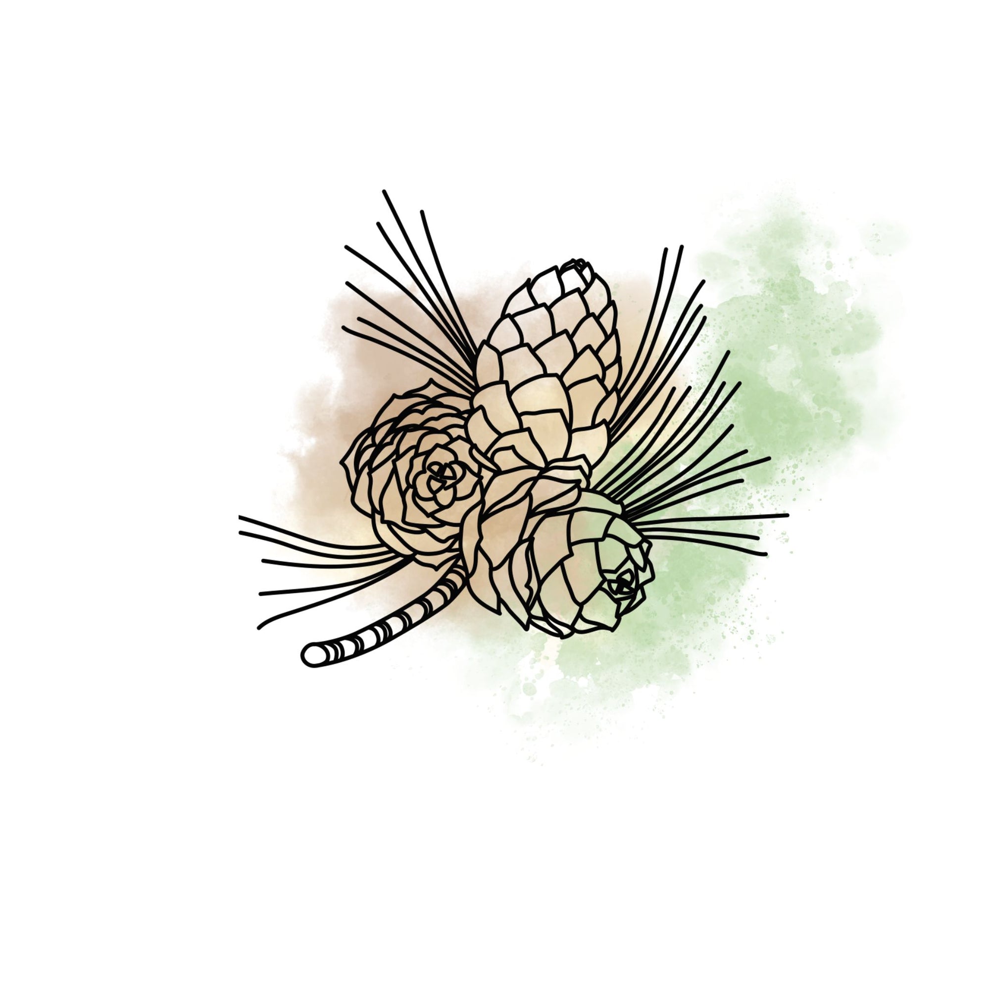 zeichnung zirbe zweig grün braun aquarell oelfaktorisch körperöle