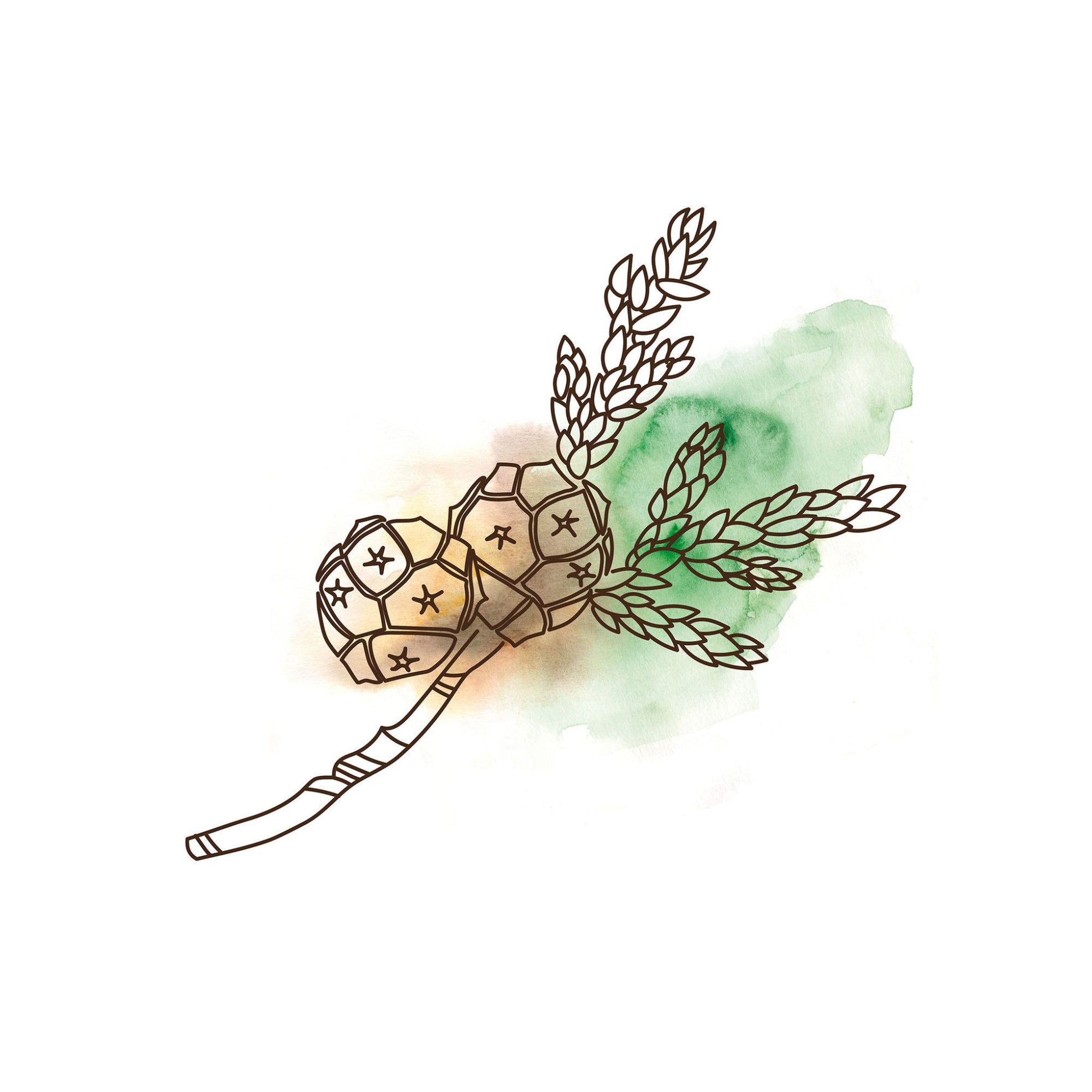 Aquarell Bild Zypressenzweig Zeichnung oelfaktorisch körpereöle